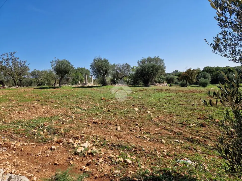 Ter. agricolo in vendita a Polignano A Mare