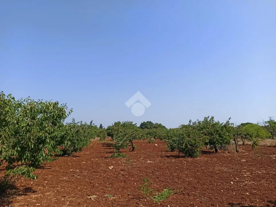 Ter. agricolo in vendita a Polignano A Mare