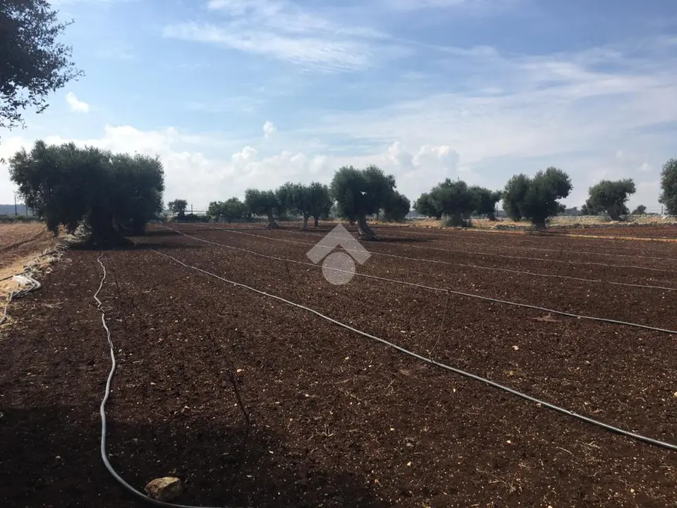 Ter. agricolo in vendita a Polignano A Mare