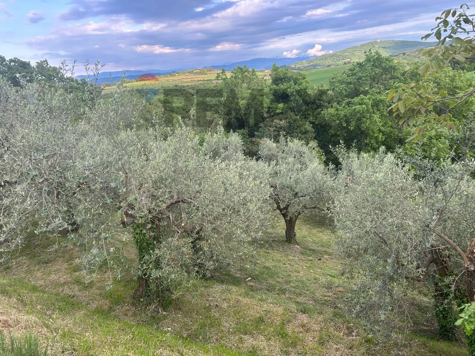Terreno in Vendita a Marsciano