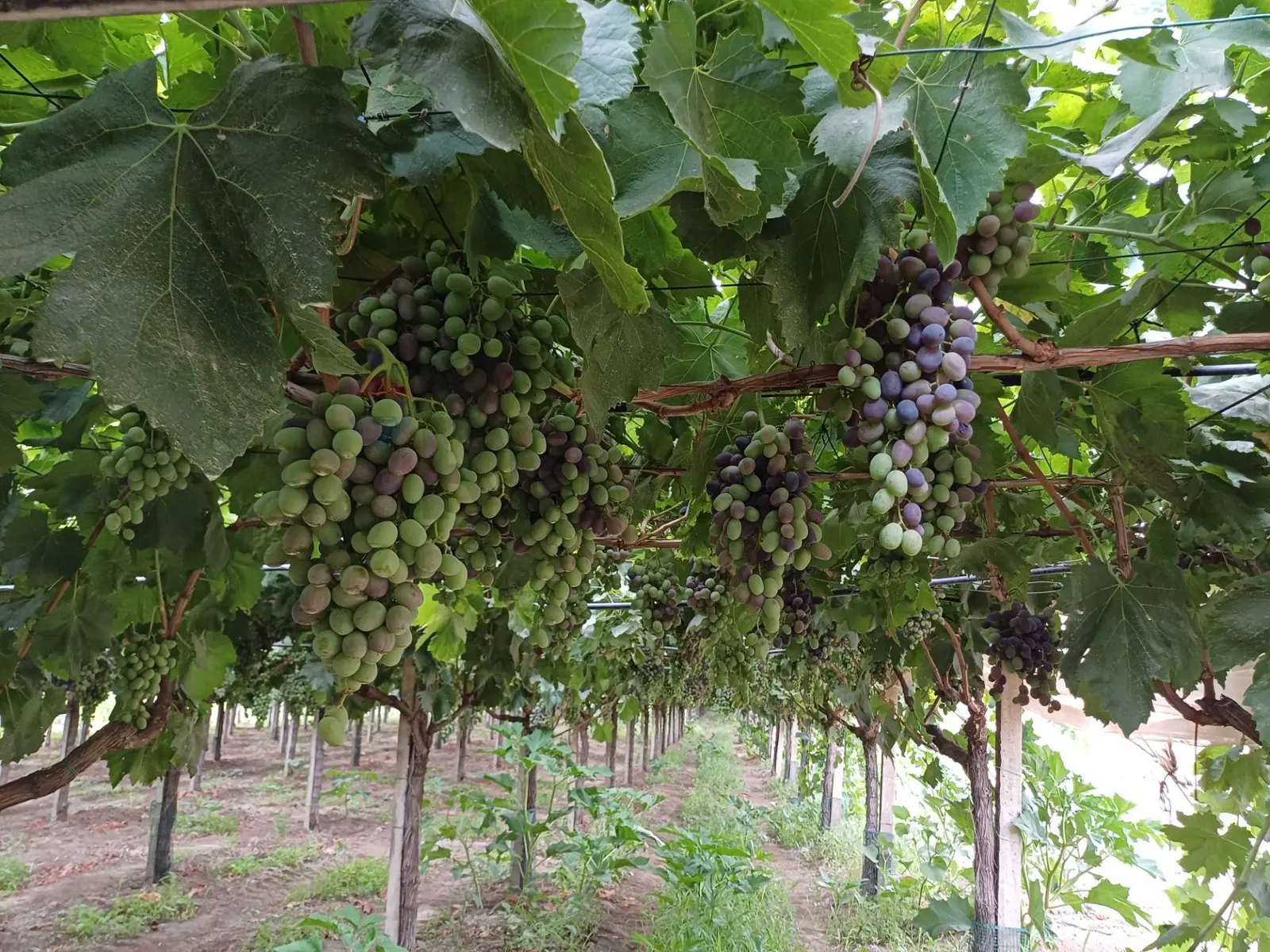 Terreno in Vendita a Chiaramonte Gulfi