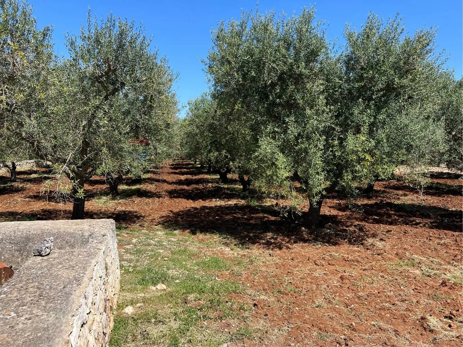 Terreno in Vendita a Ostuni