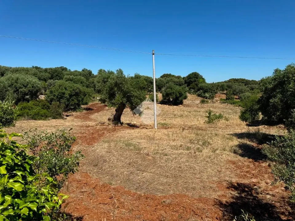 Ter. agricolo in vendita a Polignano A Mare