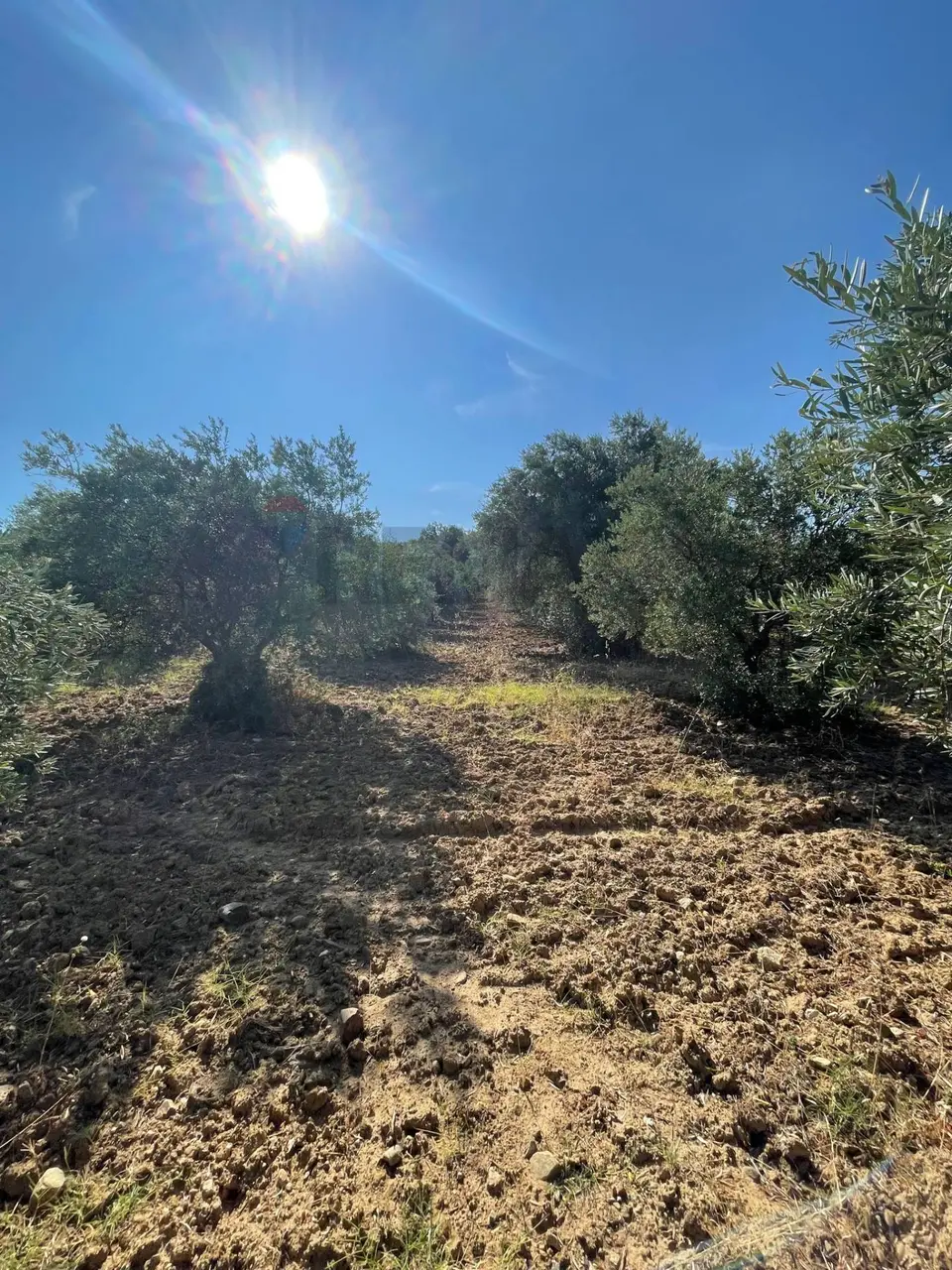 Terreno in Vendita a San Demetrio Corone