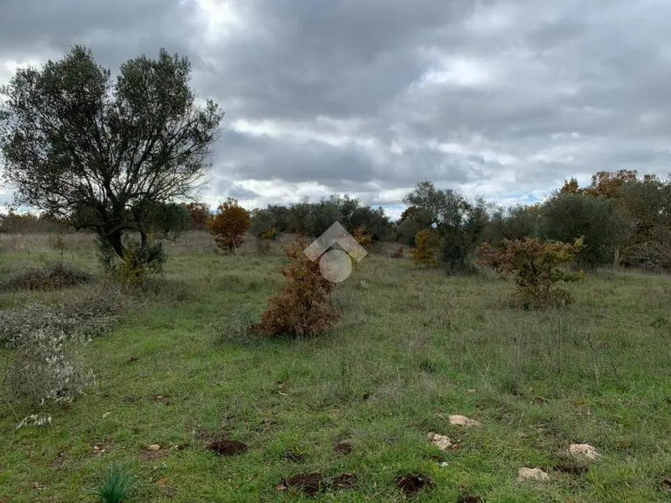 Ter. agricolo in vendita a Santeramo In Colle