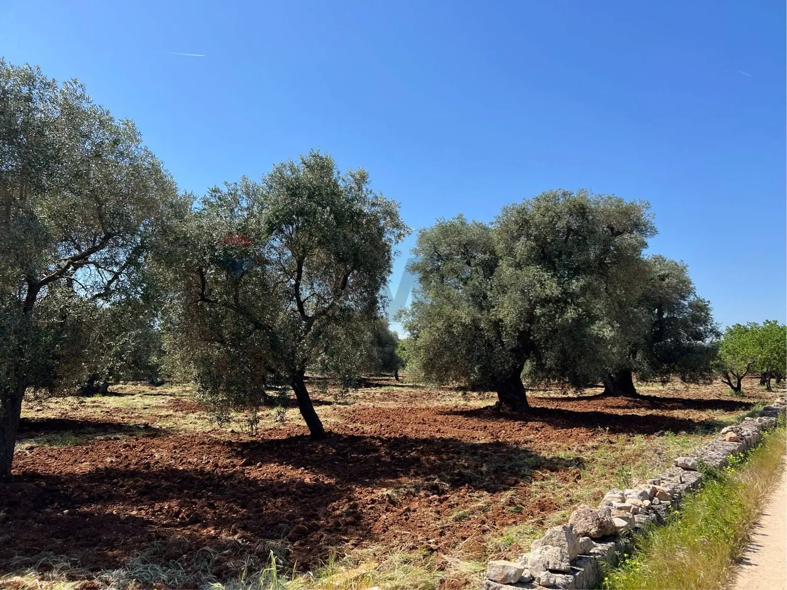 Terreno in Vendita a Ostuni