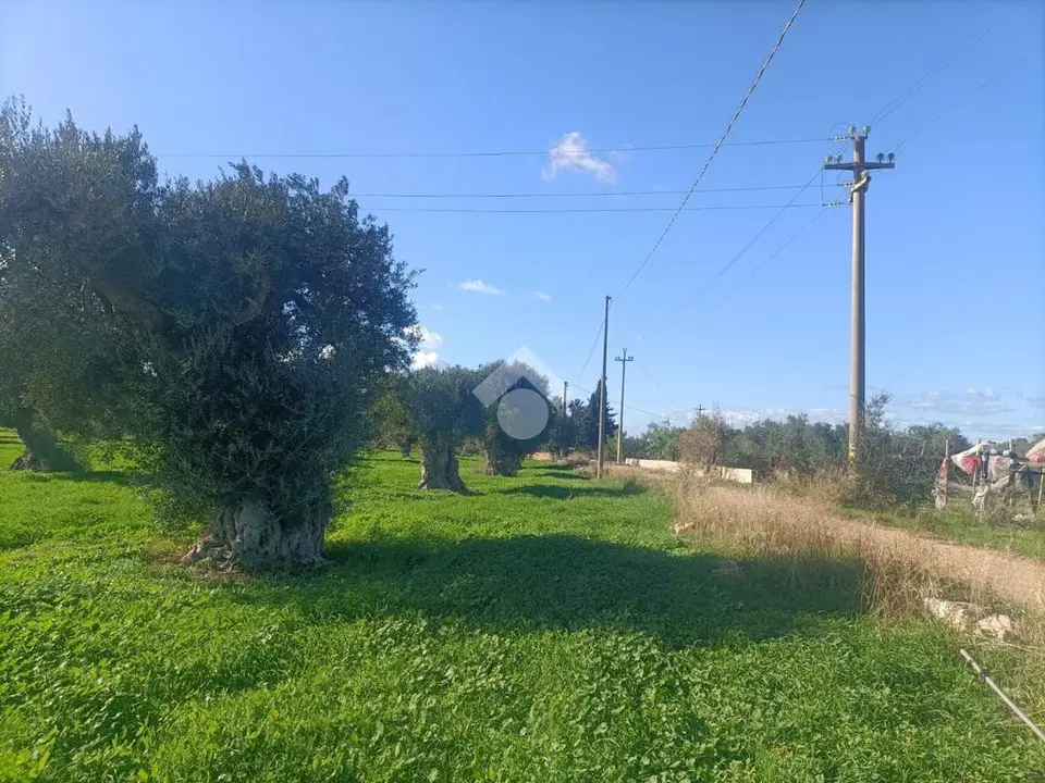 Ter. agricolo in vendita a Mola Di Bari