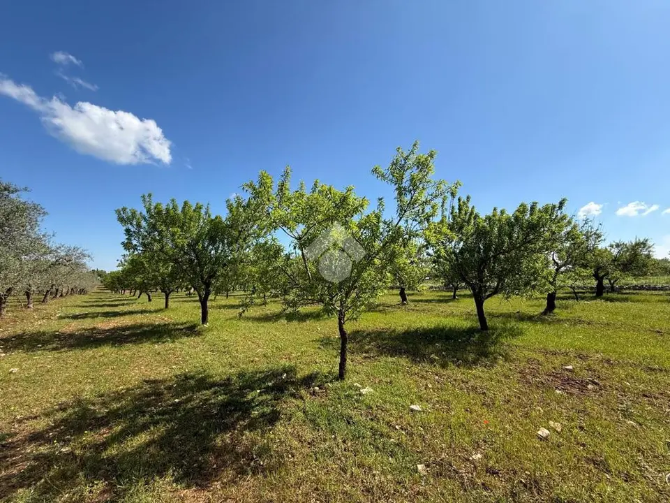 Ter. agricolo in vendita a Santeramo In Colle