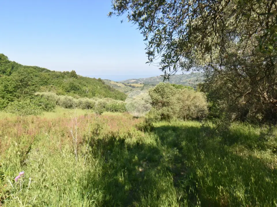 Ter. agricolo in vendita a Torchiara