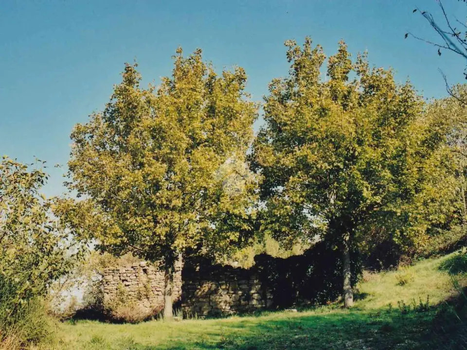 Rustico in vendita a Cannara