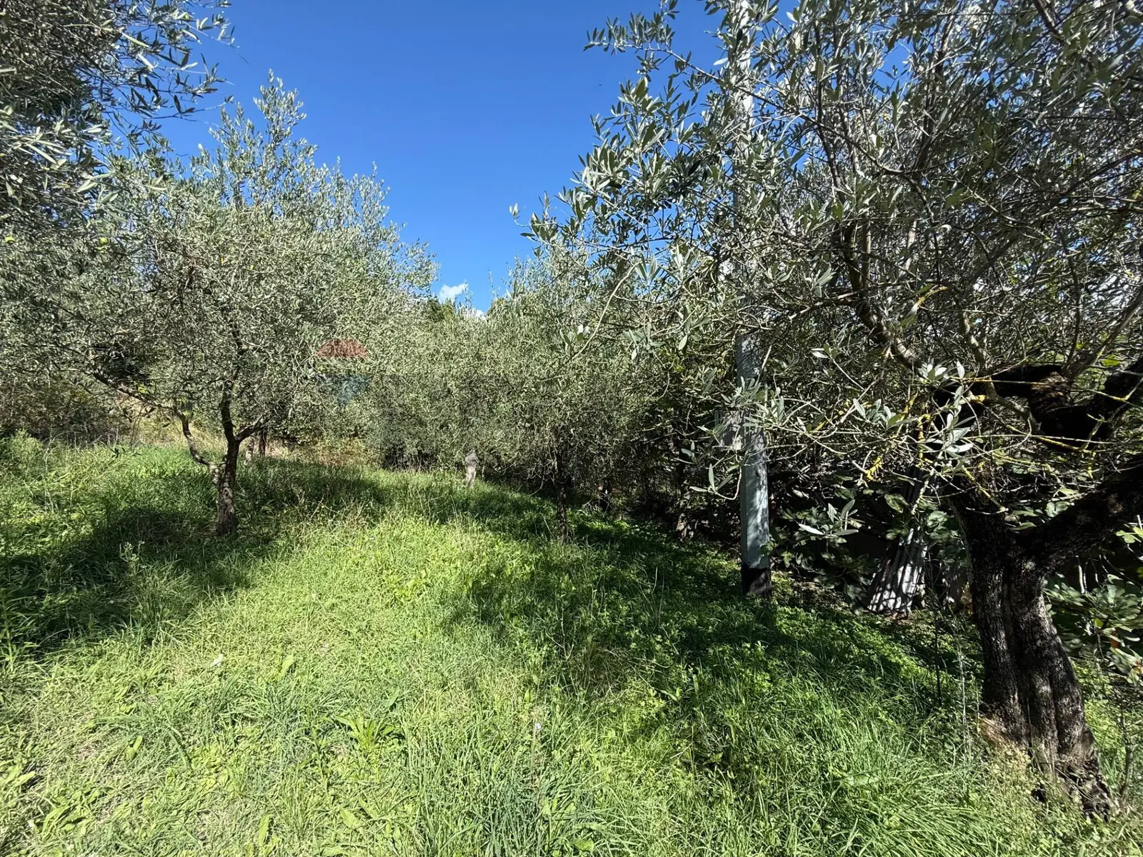 Terreno in Vendita a Foligno