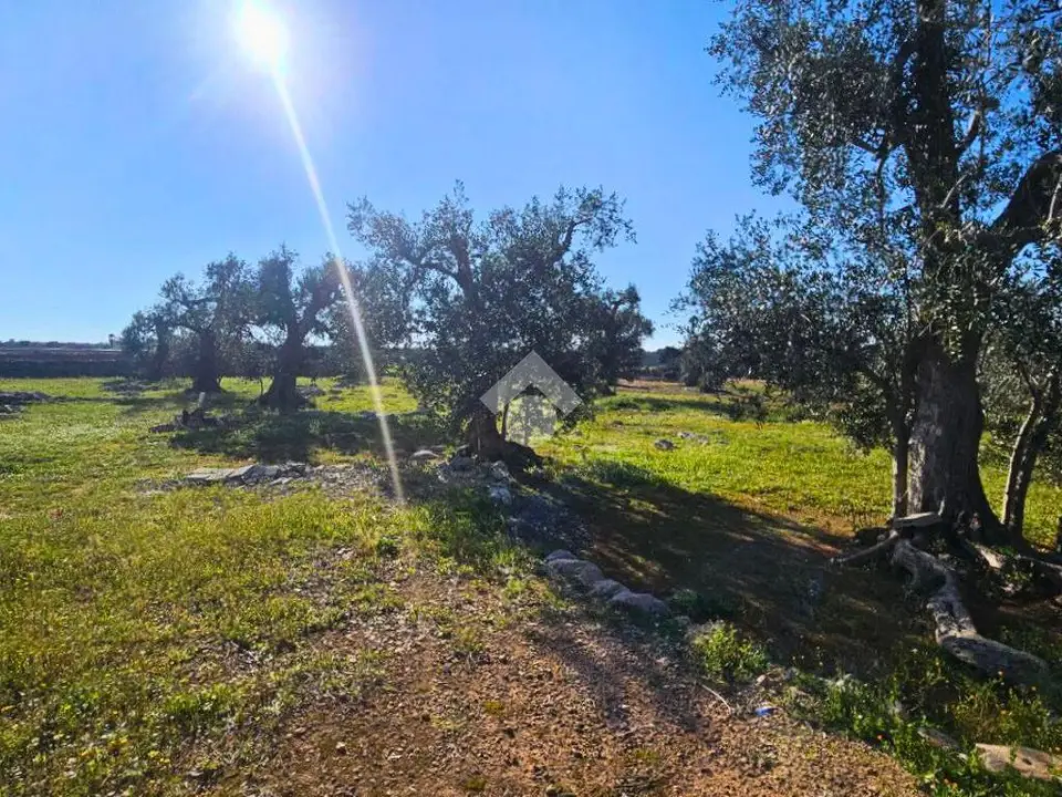 Ter. agricolo in vendita a Nardò