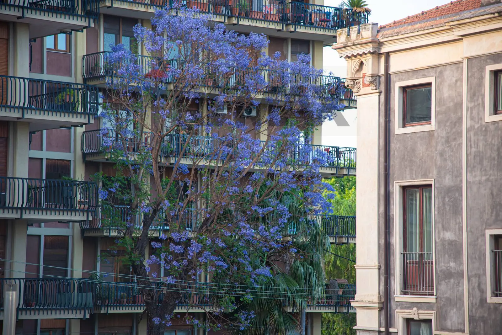 Appartamento in Affitto a Catania