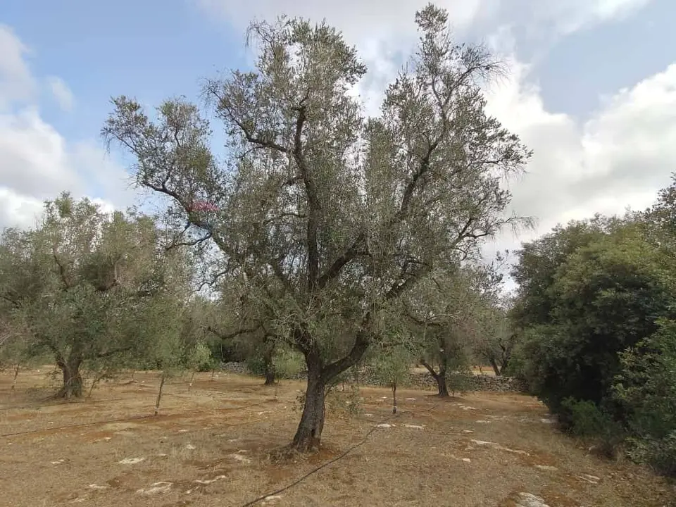 Terreno in Vendita a San Pancrazio Salentino
