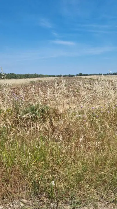 Terreno in contrada Restinco 1, Brindisi (BR)