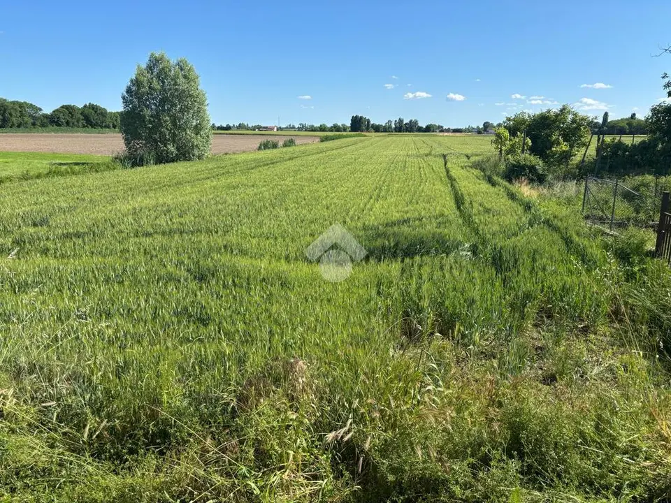 Ter. agricolo in vendita a Vescovana